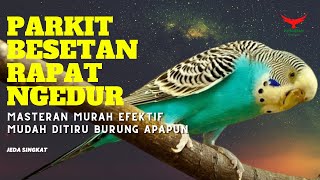 Ini DASARNYA‼️ PARKIT Besetan Rapat (Masteran PARKIT GACOR)