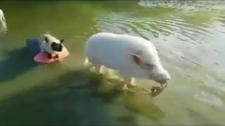 Pig helps cat friend across the river