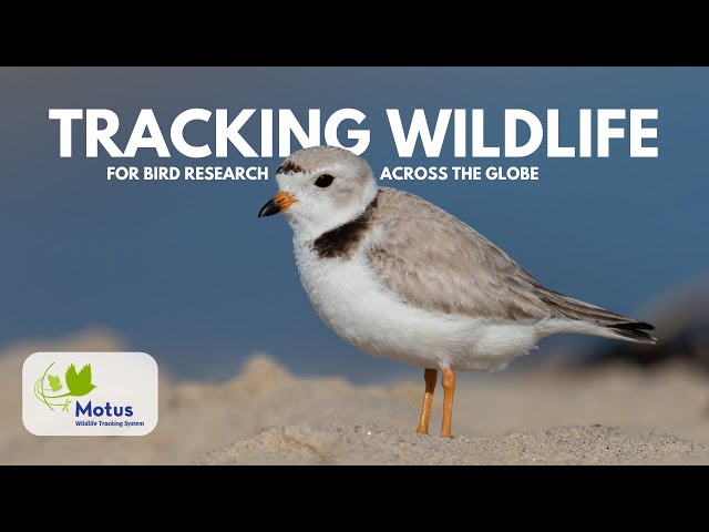 Bird Research in Canada: Motus Wildlife Tracking System