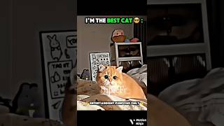 Trollface Edit The Best Kitty