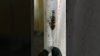 Bed Bug Inspection - Inspection prior to treatment in Milton Keynes
