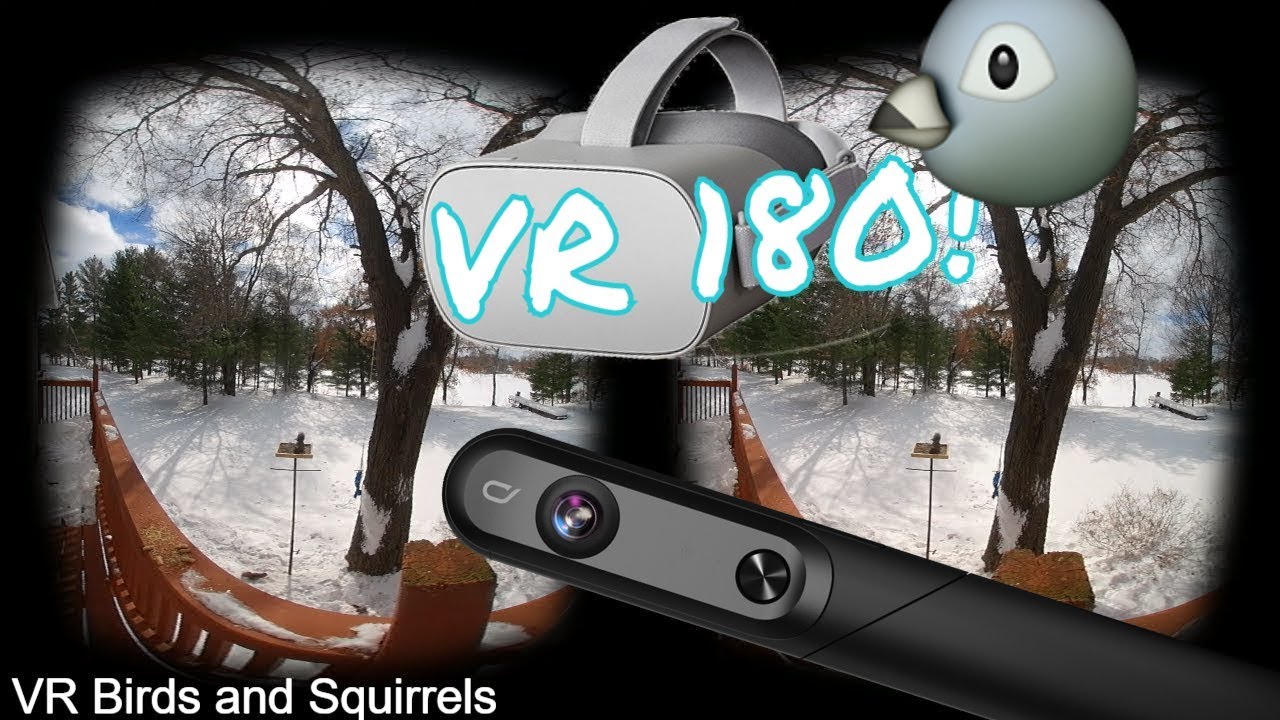 3D VR180 Bird Landing on Your Head. QooCam Studio Output YouTube