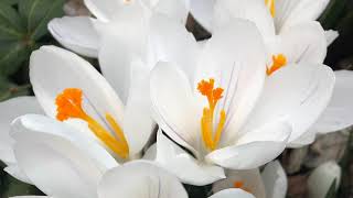 Easter Postlude Final