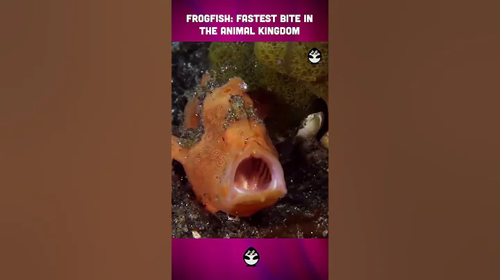 Fastest Bite In The Animal Kingdom 🐟 Pls Subscribe Like and share 🙏