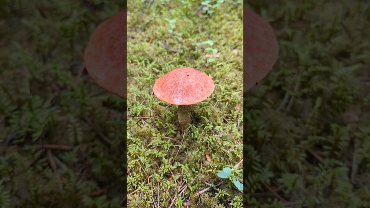 Ещё один июльский) - YouTube