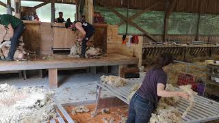 Tonte Et Tri De Laine