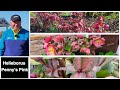 Helleborus frostkiss pennys pink  amazing easy to grow perennial with terrific evergreen foliage