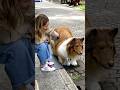 Did you notice this dog's secret? #shorts