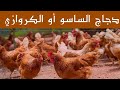 تربية الدجاج الكروازي