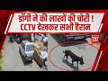 Dog Theft Viral Video: डॉगी ने की लाखों की चोरी ! CCTV देखकर सभी हैरान | CCTV Shocking Incident |