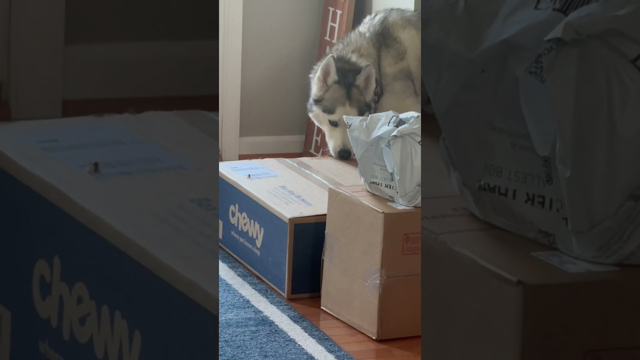 This present thief is back at it! #dogshorts #dogsofyoutube #christmasdog #xmasgifts #husky