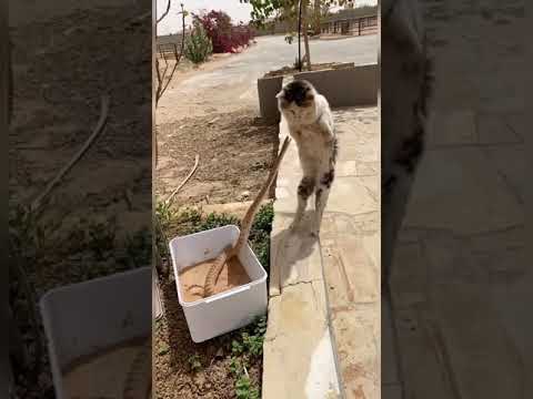 Video: Hyökkääkö bobcat kissaa vastaan?