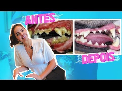 Vídeo: Quanto Custa A Limpeza Dos Dentes De Um Cão?