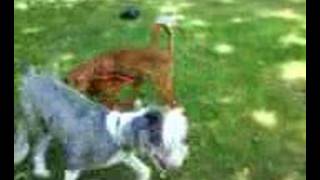 May Intenta Retozar Con Luna.