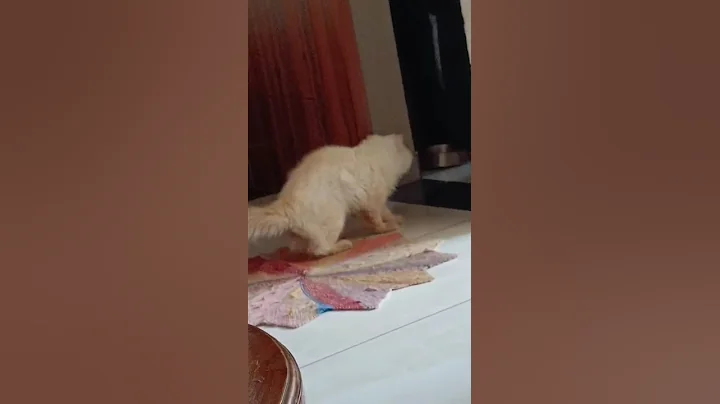 Video 11359201: persian cats kittens kitty, persian kitty cute cat, persian cat kitten playing, persian cat baby kitten