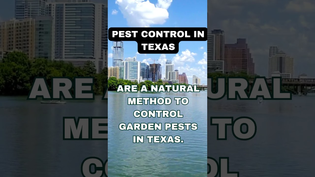 Pest Control in Austin Texas Facts