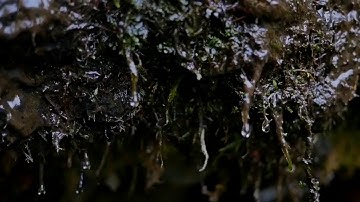 تلاوة للقارئ مؤيد حسب الرسول من سورة الإسراء ٦١-٦٥