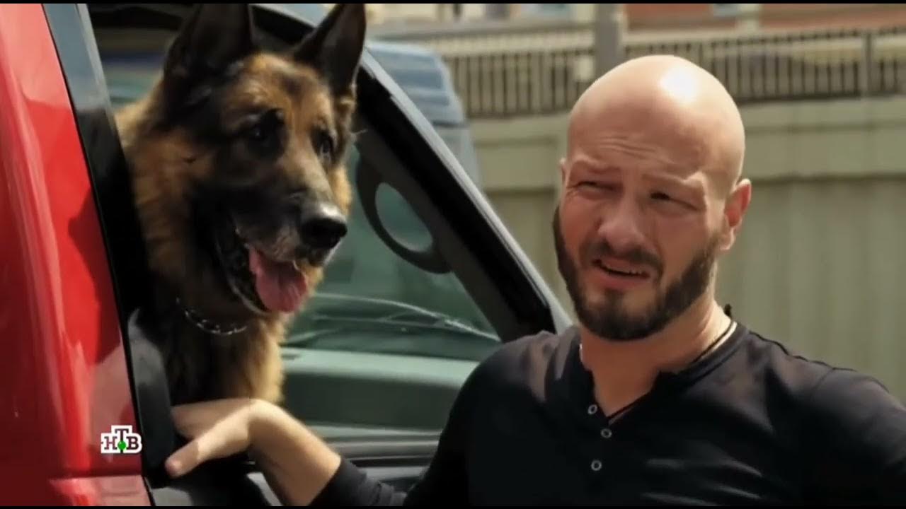 пёс 1 сезон 5 серия. пёс 7 сезон. пёс 2 сезон 5 серия. пёс новый сезон 2022. сериал пёс 7.