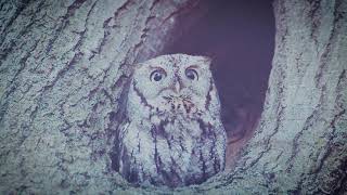 Eastern Screech Owl Sounds. Owl Cаlling. Babies  https://youtu.be/SZv0B7yQI7E