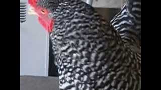 Biggys Audition For The Cluck Cluck Market Chicken Show