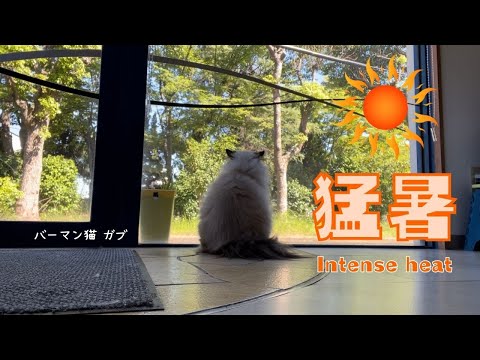 窓から夏を眺めるバーマン猫ガブ【猛暑】Intense heat（バーマン猫）Birman/Cat