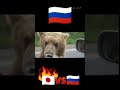 日本とロシアの熊の違い Differences between Japanese and Russian bears
