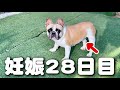 妊娠してたら28日目!母親犬に妊娠の兆候が出てきました!!