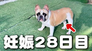 妊娠してたら28日目！母親犬に妊娠の兆候が出てきました！！