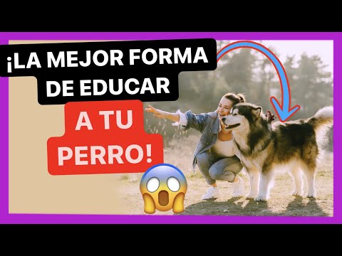 Video: Mejore la piel y el abrigo de su Bull Mastiff con este sencillo truco