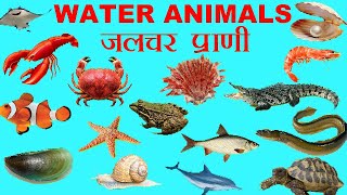 जलचर प्राणी मराठी व इंग्रजी | water animals in english and marathi with |  jalchar prani in marathi - YouTube