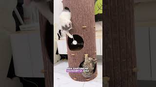 Rumah pohon kucing estetik dan multifungsi #cattree #cattreekucing #mainankucing #kucinglucu