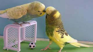 ГОВОРЯЩИЕ И САМЫЕ СМЕШНЫЕ ПОПУГАИ со всего мира | ПРИКОЛЫ С ПОПУГАЯМИ | FUNNY PARROTS часть 17 by Animal Stories 86,858 views 6 months ago 5 minutes, 30 seconds