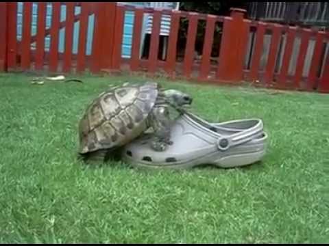 Turtle humping Croc - YouTube