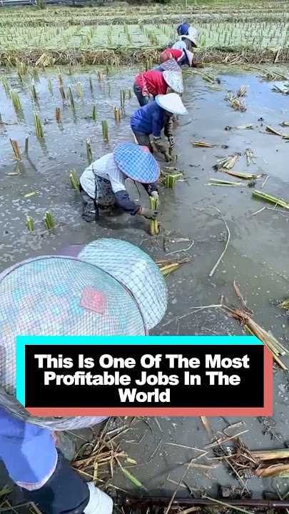 This Is One Of The Most Profitable Jobs In The World  #delicius #facts #youtube