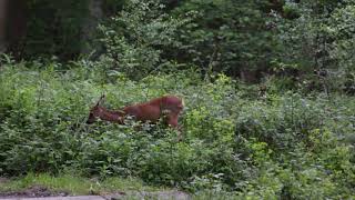 Ree Dineert In De Viroin