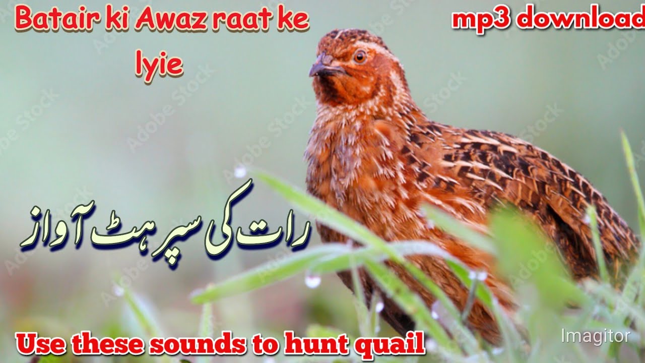 Quail sound male / Bater ki Awaaz l batair ki boli 