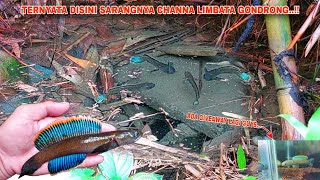 CEPAT CARI CHANNA LIMBATA DI TEMPAT SEPERTI INI PASTI BANYAK..!! || Ikan Channa Limbtata Gondrong