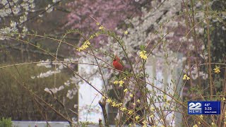 How weather affects pollen season