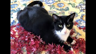 Happy Thanksgiving from Tuxedo cat Rascal! 🍁 by ThatRascal 686 views 2 years ago 50 seconds