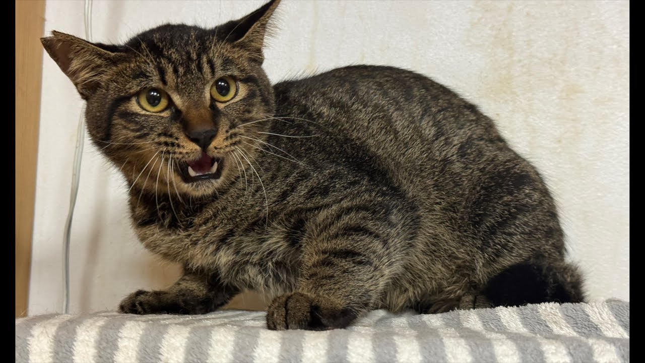 ネコ A new friend has arrived! Your Super Chat donations are saving the