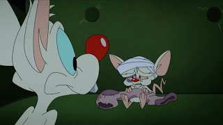 Brain regains consciousness (Animaniacs Reboot)