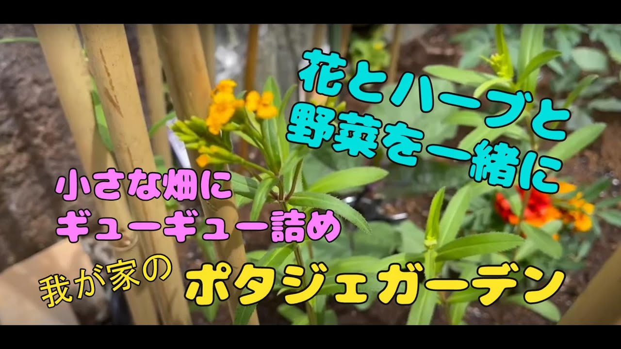 ガーデニング】花とハーブと野菜の小さなポタジェガーデン /60代夫婦の