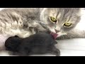 La maman chat refuse de nourrir son chaton daccueil