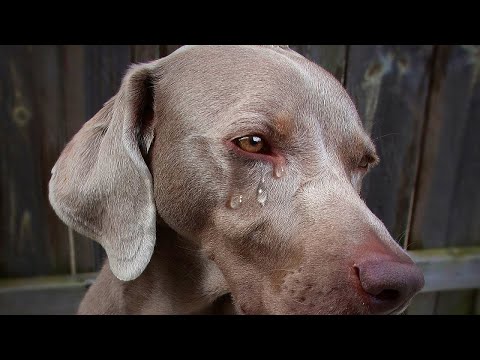 Video: A munden veterinerët të tymosin barërat e këqija?