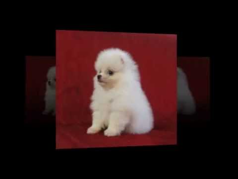 Mua bán chó phốc sóc tphcm.0909.162.570