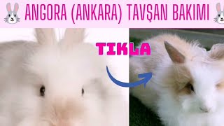Angora Tavşani Hakkinda Genel Bi̇lgi̇angora Tavşan Tüy Kesi̇mi̇angora Tavşan Yeti̇şti̇ri̇ci̇li̇ği̇
