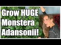Grow Massive Monstera Adansonii | Plant Care Guide | Secrets to Awesome Monstera Adansonii
