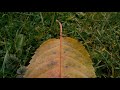 Colors of Autumn in Macro. Having fun with Sigma fp Raw