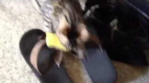 Watch the video about Bengal Cat Duck Hunt