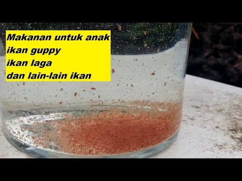 Update tekini  Ternak Daphnia  / kutu air Berjaya ( makan anak ikan )